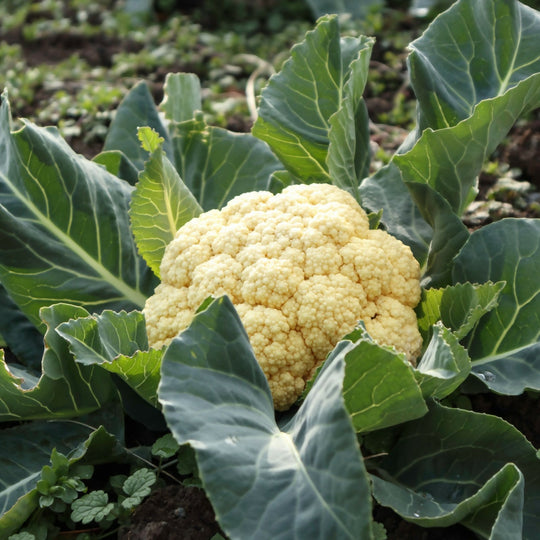 Cauliflower Plants, 'Maystar', 12 x Full Plant Pack
