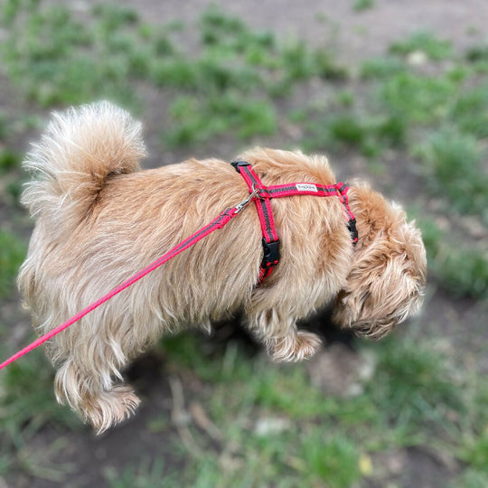 Dog Harness In Red and Brown Stripe - sizes - SMALL - S/M - M/L