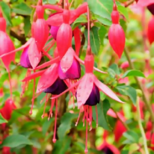 Fuchsia Plants, 'Mrs Popple', Full Plants in 3 Litre Pots