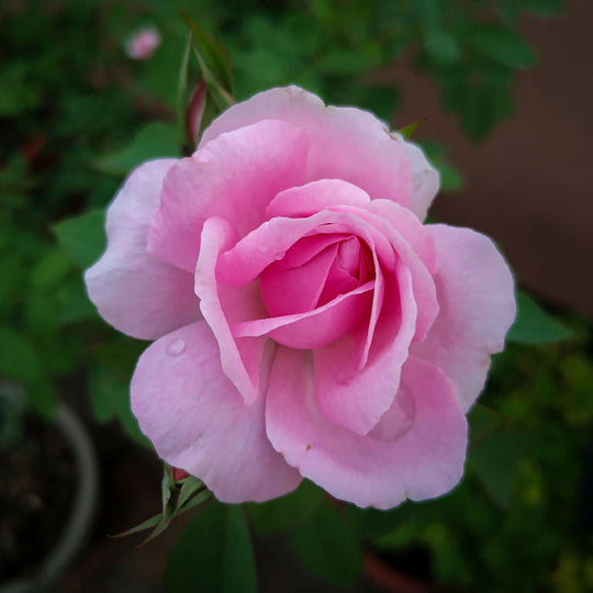 Rose Plants, 'Queen Elizabeth', Full Plants in 5 Litre Pots