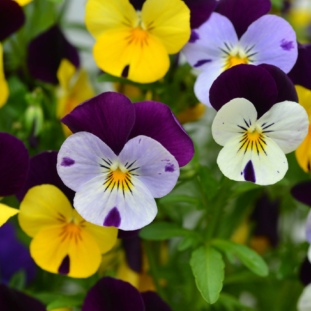 Viola Plants, F1 'Sorbet Select XP', 20 x Full Plant Pack