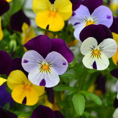 Viola Plants, F1 'Sorbet Select XP', 20 x Full Plant Pack