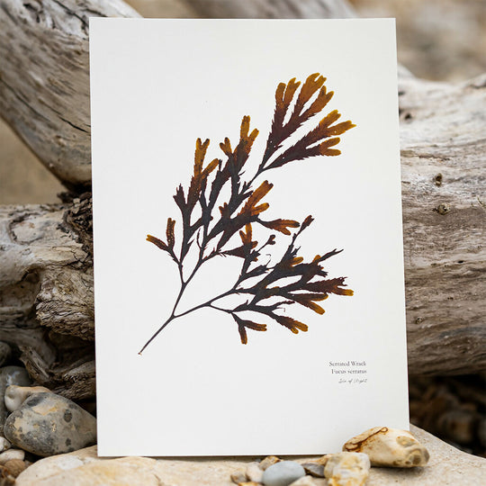 Seaweed Fine Art Print - Serrated Wrack