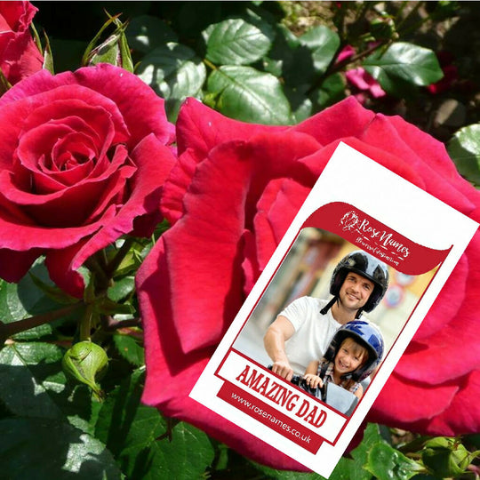 Name Your Own Thank You Rose