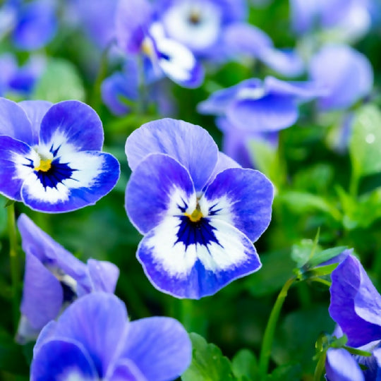 Viola Plants, 'Delf Blue', 20 x Full Plant Pack