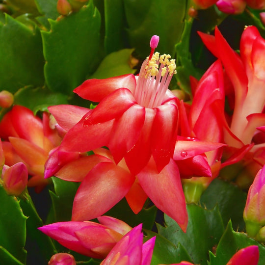Red Christmas Cactus Plants, 'Caribbean Dancer', Full Plants in 13cm Pots