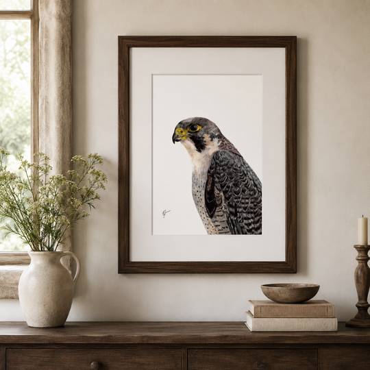 Peregrine Falcon Wildlife Art Print – British Bird of Prey