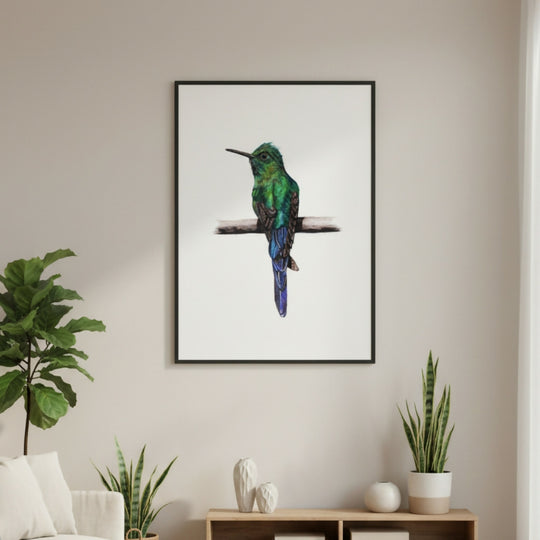 Hummingbird Colour Pencil Art Print