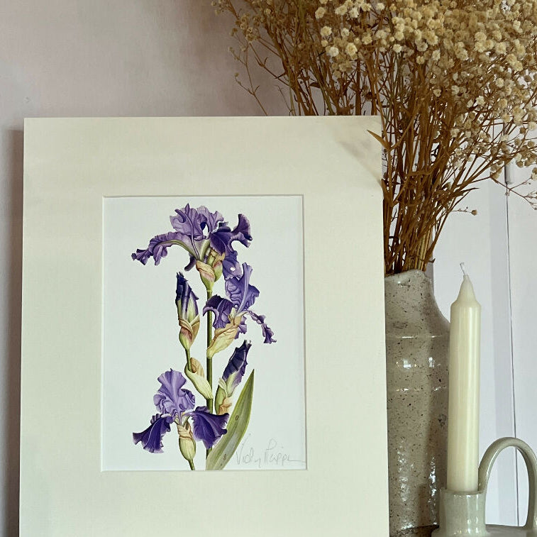 Blue Bearded Iris Flower Print