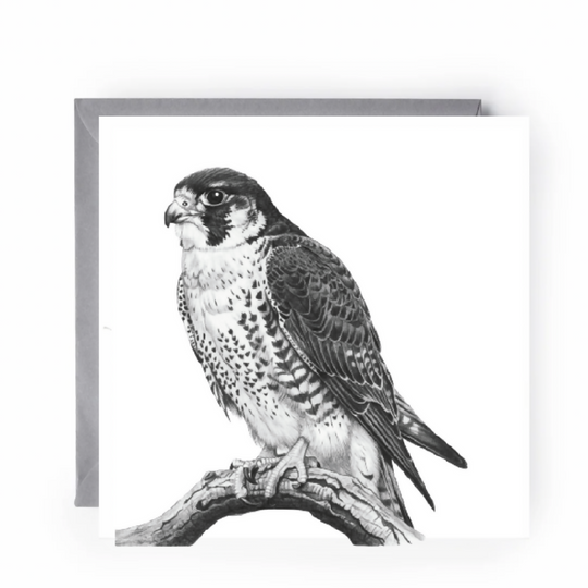 Majestic Peregrine Falcon bird greeting card for nature lover