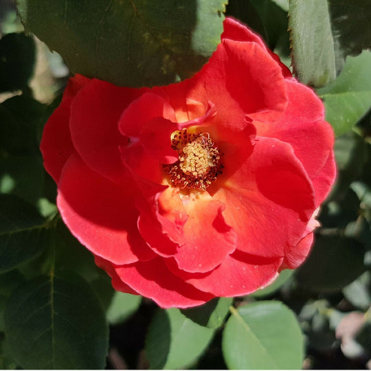 Rose Plant 'Lots of Kisses' Full Plants in 3 Litre Pots