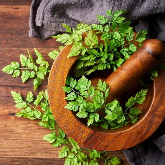 Chervil Plants, Full Plants in 9cm Pots