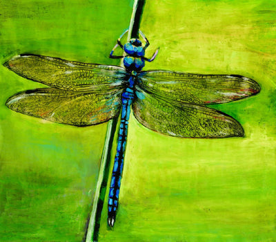 Dragonfly