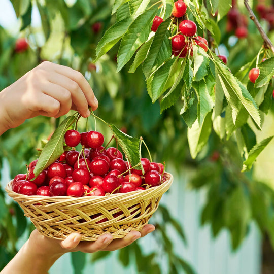 Cherry Trees, 'Sunburst', Full Plants in 10 Litre Pots