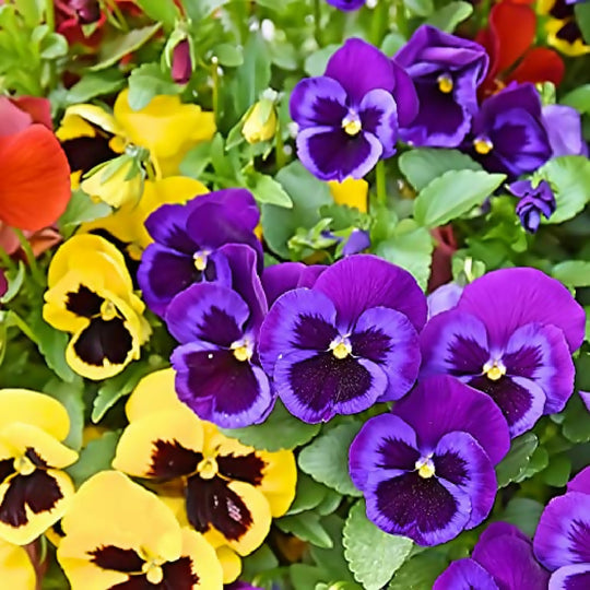 Pansy Plants, 'Delta Mix', 20 x Full Plant Pack