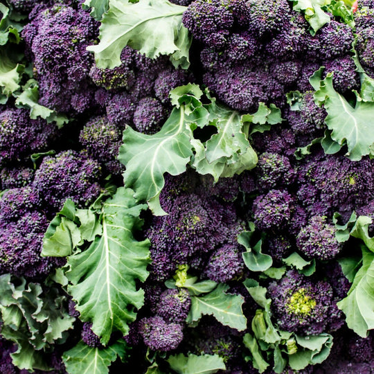 Broccoli Plants, 'Purple Sprouting Broccoli', 12 x Full Plant Pack