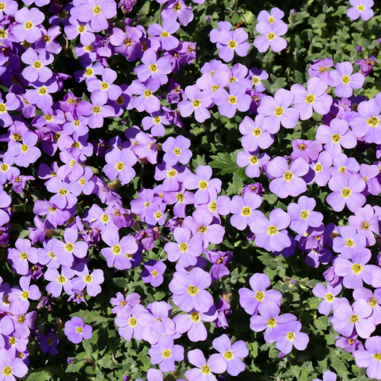 Aubretia Plants, 'Lilac', 12 x Full Plant Pack