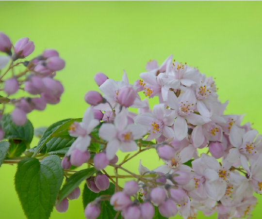Rose Plant 'Mont Rose' Full Plants in 2 Litre Pots