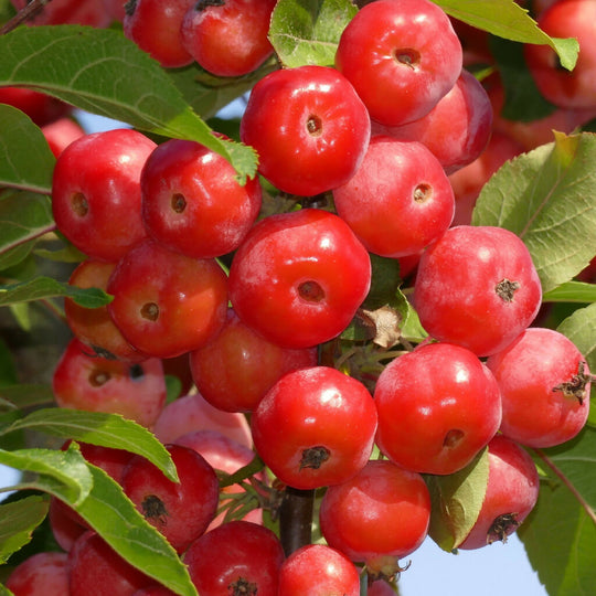 Crab Apple Trees, 'Red Sentinel', Full Plants in 10 Litre Pots