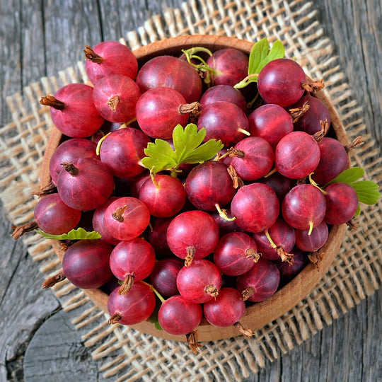 Fruit Plant 'Gooseberry' Full Plants in 2 Litre Pots