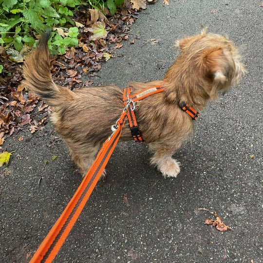 Dog Harness in Orange and Brown Stripe - sizes - SMALL - S/M - M/L
