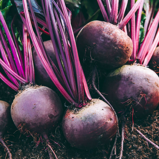 Beetroot Plants, 'Pablo', 24 x Full Plant Pack