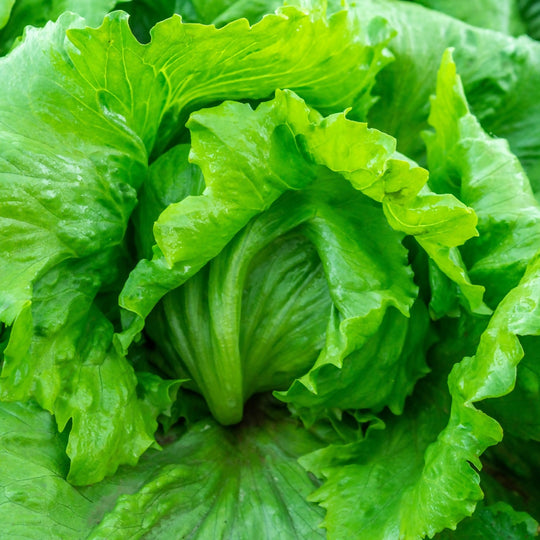 Lettuce Plants, 'Crisp Mix', 12 x Full Plant Pack