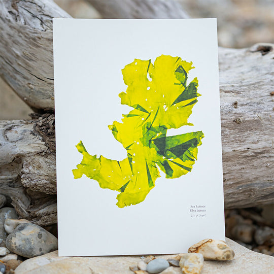 Seaweed Fine Art Print - Sea Lettuce