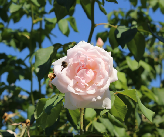 Rose Plant 'Madame Alfred Carriere' Full Plants in 5 Litre Pots