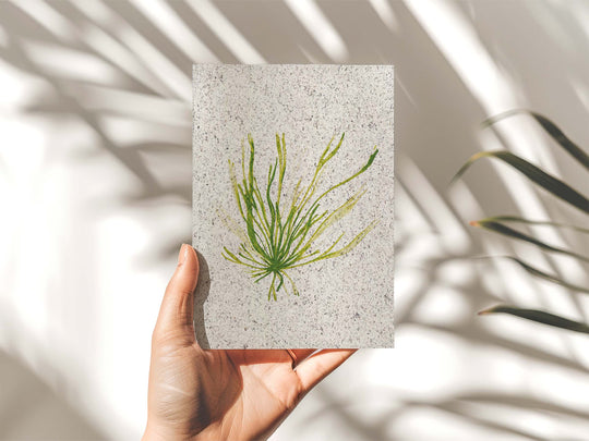 Gut weed | A5 | seaweed paper