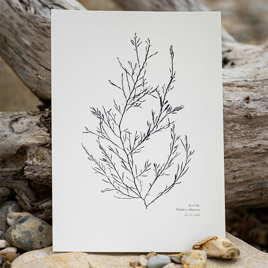 Seaweed Fine Art Print - Sea Oak