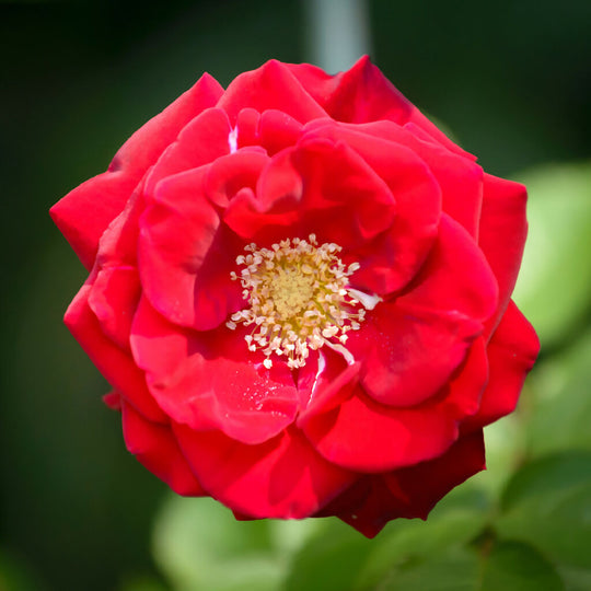 Rose Plant 'Grandpa's Rose' Full Plants in 3 Litre Pots