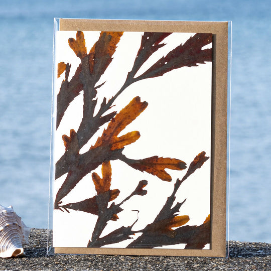 Seaweed Greeting Card - Serrated Wrack (Abstract)