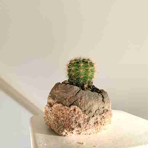 Hedgehog cactus