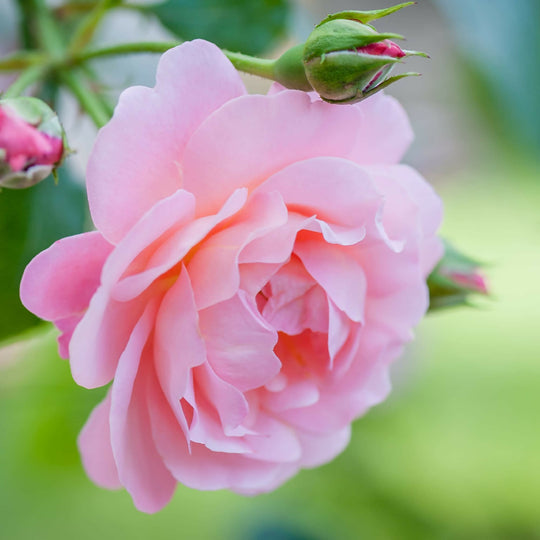 Rose Plant 'Amazing Grace ' Full Plants in 5 Litre Pots