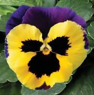 Pansy Plants, 'Yellow with Purple Wing', 20 x Full Plant Pack