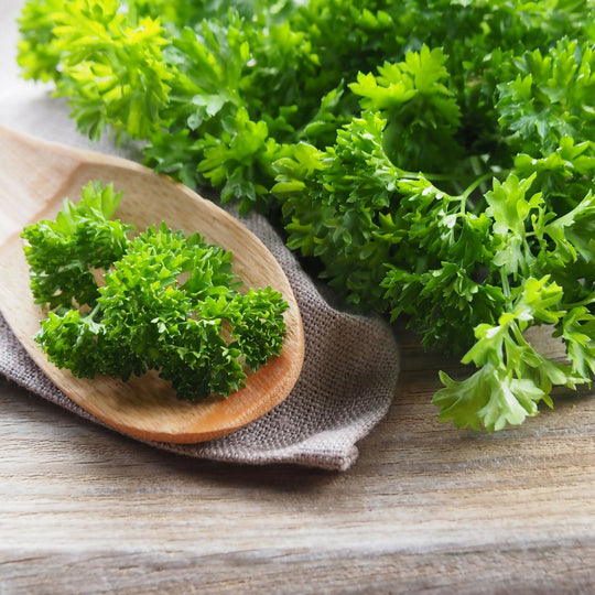 Parsley Plants, Curly Leaf 'Krausa', Full Plants in 9cm Pots