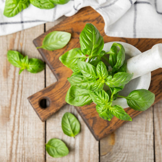 Basil Plants, 'Sweet Genovese', Full Plants in 9cm Pots