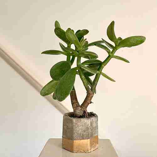 Jade in cement pot