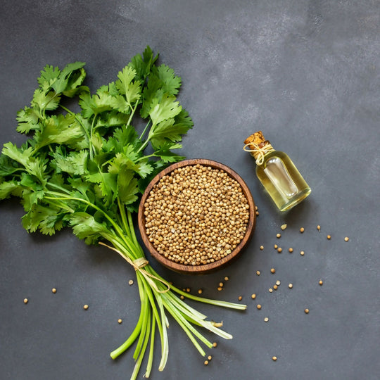 Coriander, Full Plants in 9cm Pots