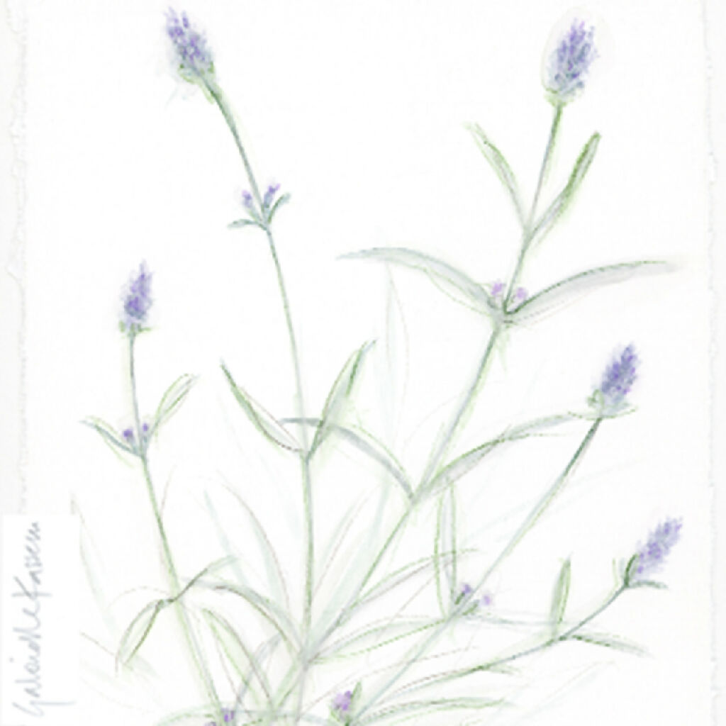 'Lavender Munstead' Original Watercolour Painting
