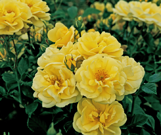 Rose Plant 'Sweet Memories' Full Plants in 5 Litre Pots