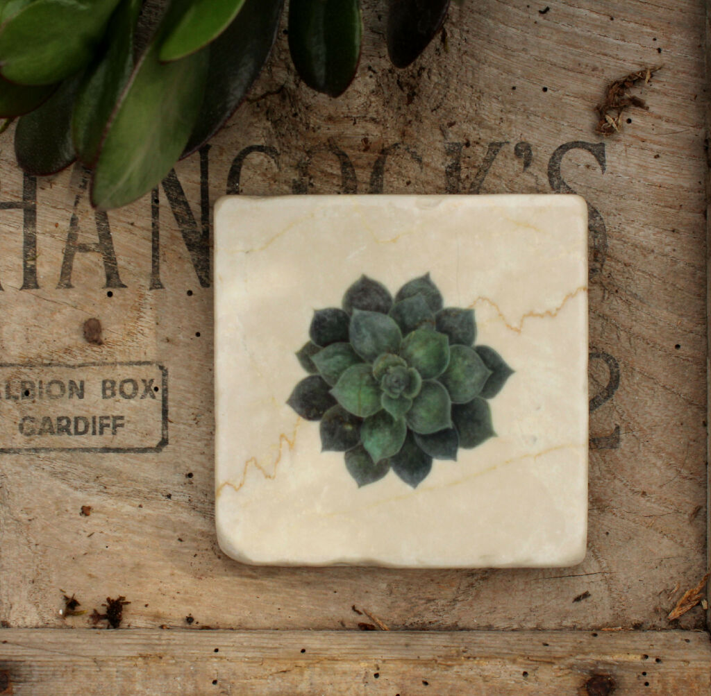 Marble Coasters in Succulent