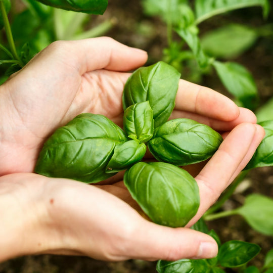 Basil Plants, 'Sweet Genovese', Plug Plant Pack