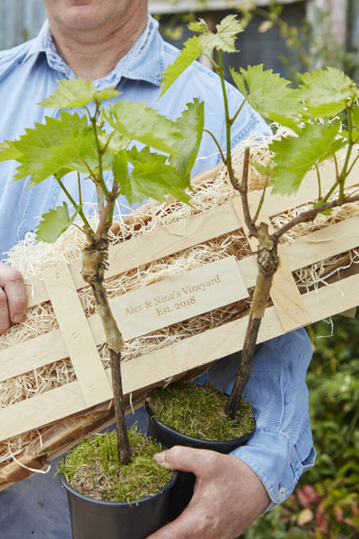 The Birthday Vineyard Crate