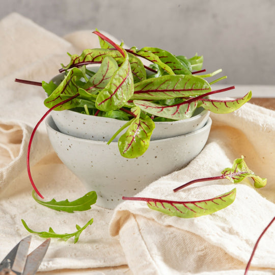 Sorrel Plants, 'Red Veined', Plug Plant Pack