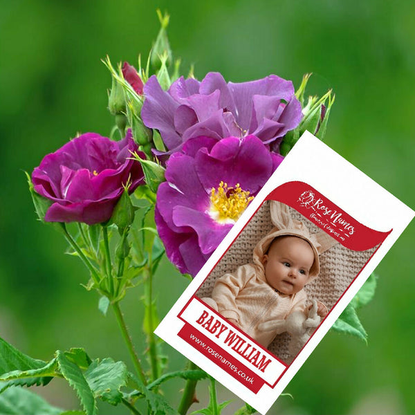 BABY WILLIAM BLUE