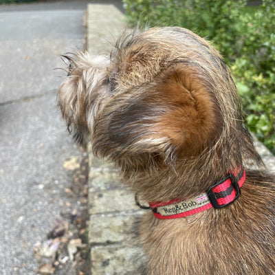 Small-striped-puppy-collar-reg-and-bob