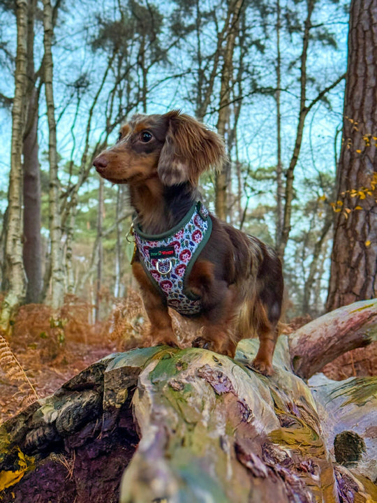 Country Hedgehog No Pull Adjustable Dog Harness