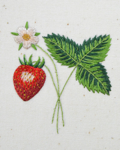 Strawberry plant finished cropped